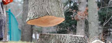 Black Earth, WI Tree Removal Company